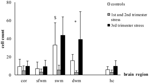 Figure 7. Effects of chronic maternal stress on cell proliferation in fetal sheep brain at 0.87 gestation. Anti-ki-67-immunohistochemistry of the cerebral cortex (cor), superficial white matter (sfwm), subcortical white matter (swm), deep white matter (dwm) and the CA3 region of the hippocampus (hc). *p<.05 compared to controls; $p<.05 compared to the next more superficial brain region. Controls: n = 8, 1st/2nd trimester stress: n = 10, 3rd trimester stress: n = 10.