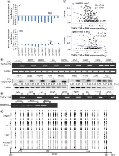 Figure 1. Methylation regulation of TMEM176A in human lung cancer cells. (A) The association of TMEM176A expression and methylation at each CpG site of promoter region. (B) Scatter plots show reduced TMEM176A expression is associated with methylation status of cg19336959 in 457 cases of lung adenocarcinoma and 372 cases of lung squamous cell carcinoma. (C) Semiquantitative reverse transciptase PCR and western blot show the levels of TMEM176A expression in lung cancer cells (H157, H358, H1299, H23, H1563, A549, H446, H460 and H727) both in RNA and protein levels. (D) Methylation status of TMEM176A in lung cancer cells. (E) BSSQ results in H1299, H23, H727 cells and normal lung. Filled circles: methylation; open circles: unmethylation.***p < 0.001.BSSQ: Sodium bisulfite sequence; (-): without DAC; (+): with DAC; AD: Lung adenocarcinoma; GAPDH: Internal control; H2O: Double-distilled water; IVD: Invitral methylated DNA; M: Methylation; MSP: Methylation-specific PCR; NL: Normal lymph cell DNA; SCC: Lung squamous cell carcinoma; TSS: Transcription start site; U: Unmethylation.