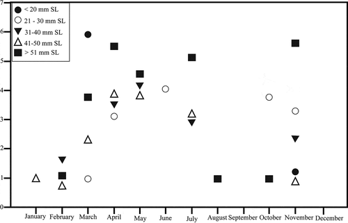 Figure 3. Dajaus monticola museum and field collection size frequency data. Monthly abundance data was ln+1 transformed to normalize for abundance disparity