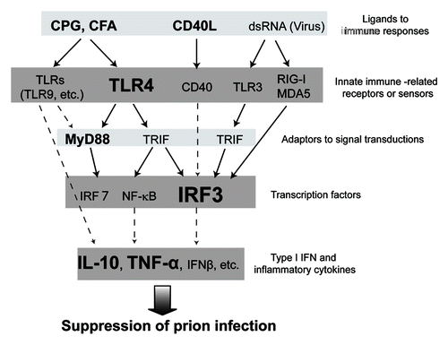 Figure 1. Schema of the host factors involved in innate immune responses against prion. The figure shows prion infection-related innate immune signal transductions from ligands to Type I IFN and inflammatory cytokines. Molecules relating closely to prion infection, as cited in previously published papers, are indicated in bold type. Well-defined pathways of signal transduction in innate immune responses are shown as solid lines, and probable pathways as dashed lines. We speculate that not only TLR4 but also TLR3 and RIG-I/MDA5 might be involved in prion infection. Additionally, it might be possible that type I IFN and inflammatory cytokines such as IL-10 might suppress prion infection, by an undetermined mechanism.