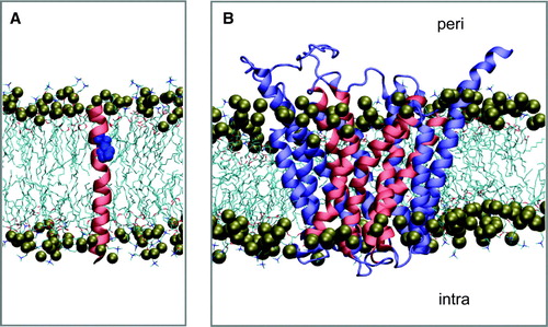 Figure 1.  Simulation systems. (A) Transmembrane helix (H4; pink, with the residue P139 and P140 in blue) in a DMPC bilayer. (B) The GlpT molecule, with the proline-containing TM helices in pink and other TM helices in blue. In both diagrams the phosphorus atoms of the lipid headgroups are shown as brown spheres.