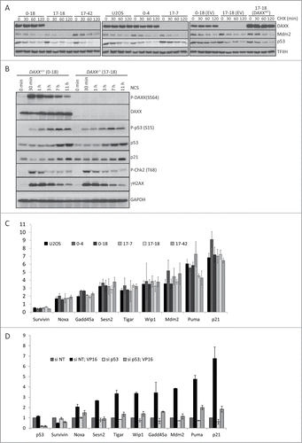 Figure 3. DAXX deletion does not affect Mdm2/p53 stability or p53-mediated gene expression. (A) Mdm2 and p53 protein stability was examined in control U2OS cells, 2 independent DAXX+/+ clones (0–4, 0–18), 3 independent DAXX−/- clones (17-7, 17-18, 17–42) and in 17-7 DAXX−/- clone stably transduced with pCDH empty vector (EV) or pCDH-DAXXWT. Cells were collected after the treatment with 50 μl/ml CHX at the indicated time and subjected to protein gel blotting analysis using labeled antibodies. THIIF was used as a loading control. (B) DAXX+/+ (clone 0–18) and DAXX−/- (clones 17-18) cells were exposed to 4 nM NCS for the specified time points. Lysed cells were then separated by SDS–PAGE and immunoblotted with indicated antibodies. GAPDH was used as a loading control. (C) RNA expression of p53-dependent genes 8 hours after the treatment with 10 μM VP16 (expressed as fold change after VP16) in U2OS clones. RNA was analyzed by quantitative RT‑PCR and the expression values were normalized to the average of 3 reference genes (β-actin, SDH and ALAS). (D) U2OS cells transfected with control non-targeting siRNA and siRNA against p53 were treated with 10 μM VP16 for 8 hours and RNA expression of p53 and indicated p53-dependent genes was analyzed by quantitative RT‑PCR. The expression values were normalized to the average of 3 reference genes (β-actin, SDH and ALAS).