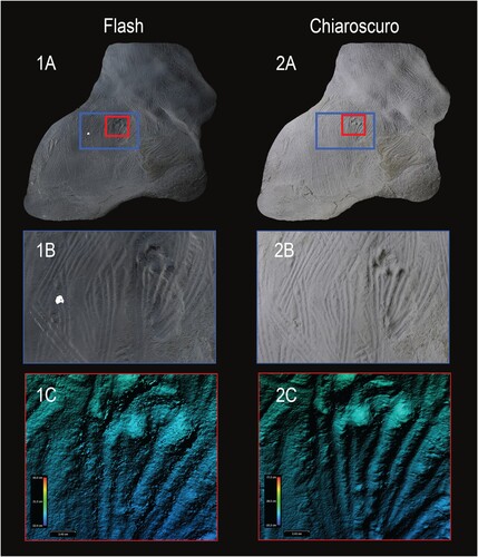Figure 7. Image of textured model of the same Koonalda Cave finger fluting panel using 1A) flash and 2A) chiaroscuro photogrammetry. Close up of textured models showing 1B) a hole (lack of data) and blurred sections on the flash dataset and 2B) clarity of the chiaroscuro dataset. Digital elevation model of 1C) a section of flash dataset and 2C) chiaroscuro dataset showing difference in quality.