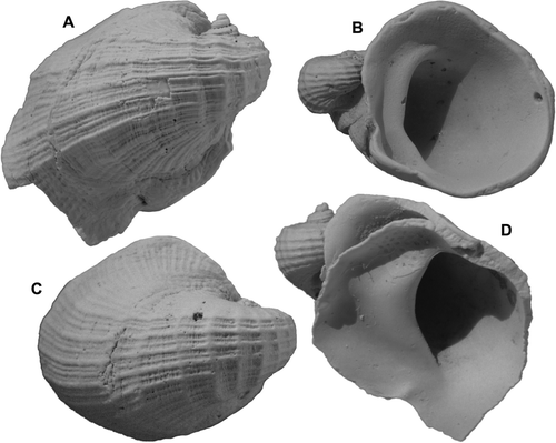 Fig. 18  Zelippistes benhami (Suter). (A,D) GS4019, R22/f6358, Tainui Shellbed (Castlecliffian, OIS 13), Castlecliff coastal section, Wanganui; H 13.5, D 12.2 mm. (B,C) NMNZ M.84120, Recent, Hole in the Rock, Whangaroa, Northland; H 10.0, D 13.6 mm.