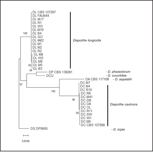 Fig. 2 Phylogenetic analysis based on combined ITS and TUB DNA sequences. The tree is drawn to scale with branch lengths measured in the number of substitutions per site. Bootstrap values with 1000 replications are shown at the nodes. Isolate codes noted as DL are Diaporthe longicolla and DC are D. caulivora. The D. longicolla, D. caulivora, and D. cucurbitae sequences are from isolates collected in this study and the others are from GenBank for comparison (Table 1).