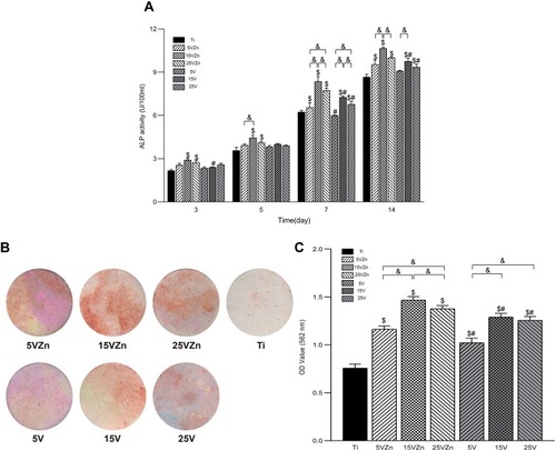 Figure 16 ALP activity of MC3T3-E1 cells cultured in CM for 3, 5, 7 and 14 days (A); and images (B) and OD values (C) of extracellular mineralization of MC3T3-E1 cells cultured in CM for 21 days. The Ti group was used as control (cultured without CM).Notes: Data are expressed as the mean ± standard deviation (n=3). $Denotes the statistical significance between Ti and other groups. #Denotes the statistical significance between each Zn-incorporated TNT group and its TNT counterpart group. &Denotes the statistical significance between different labeled groups. ($P<0.05, #P<0.05, &P<0.05, ANOVA.)Abbreviations: ALP, alkaline phosphatase; CM, conditioned medium.