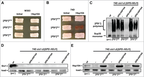 Figure 2. Hdj1 is deficient in replacing Sis1 in the curing of [PSI+] by Hsp104 overexpression. (A & B) [PSI+] cells of the W303 (panel A) or 74D-694 (panel B) genetic backgrounds bearing strong [PSI+] variants ([PSI+]STR, [PSI+]Sc4, or [PSI+]VH) and expressing Hdj1 in place of Sis1 (left columns) were transformed by a plasmid overexpressing Hsp104 ([pRS426-GPD-HSP104]) that normally cures all variants of [PSI+] (right columns). Color phenotype assays are shown for representative transformants (n ≥ 10 for each variant) following passage on media selecting for the Hsp104 overexpression plasmid. (C) Maintenance or loss of [PSI+] in cells shown in panel B was also confirmed by semi-denaturing detergent agarose gel electrophoresis (SDDAGE). Detergent resistant Sup35 aggregates indicative of the presence of [PSI+] were resolved by SDDAGE and visualized by immunoblot analysis using an antibody specific for Sup35. Control [psi−] cells were included for comparison. (D & E) Protein expression levels in cells from the 74D-694 genetic background were measured for Sis1 (panel D) and Hsp104 (panel E). Cell extracts from isolates in panel B were subjected to immunoblot analysis using antibody specific for Sis1 or Hsp104. A band cross-reacting with each antibody is shown as a loading control. Control [psi−] cells were included for comparison. Sis1 and Sup35 antibodies and methods for SDDAGE, SDSPAGE, and immunoblotting are the same as described in Harris et al.Citation1