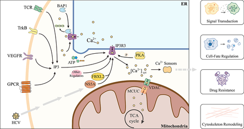 Figure 2. The functional role of IP3R3. IP3R3 binds to IP3 generated in response to extracellular stimuli, leading to changes in intracellular Ca2+ concentration. Ca2+ sensors recognize fluctuations in Ca2+ concentration and transmit signals to downstream proteins, ultimately regulating a wide range of biological processes.