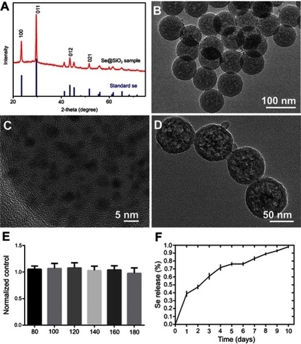 Figure 1 The characterization and cytotoxicity of the Se@SiO2 nanocomposites. (A) XRD pattern of the solid Se@SiO2 nanocomposites and the standard hexagonal phase of Se (JCPDS card no: 65-1876). (B) Low- and (C) high-magnification TEM image of the solid Se@SiO2 nanocomposites. (D) Medium-magnification images of the porous Se@SiO2 nanocomposites. (E) The cell viability of BMSCs treated with different concentrations of the porous Se@SiO2 nanocomposites for 24 hrs. Data are expressed as means ± SDs (n=3). (F) The cumulative release kinetics of Se from the porous Se@SiO2 nanocomposites in PBS at 37°C and pH 7.4.Abbreviations: TEM, transmission electron microscopy; XRD, X-ray diffractometer.