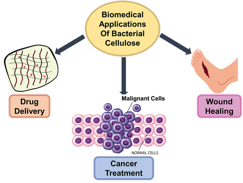 Figure 3. Biomedical applications of bacterial cellulose.