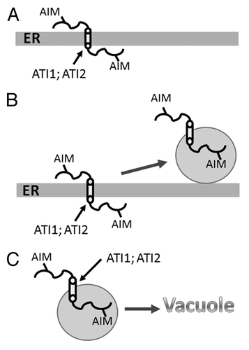 Figure 1. A schematic summary of the results presented in our work. (A) Under favorable conditions, ATI1/ATI2 are localized to the ER membrane. (B) Upon exposure to stress, the proteins become associated with spherical bodies (ATI1 bodies) that move dynamically on the ER network. (C) ATI1 bodies are transported to the vacuole. A cylinder marks the transmembrane domain of ATI1/ATI2 and the two putative AIMs are marked on both sides of the ER membrane. Abbreviations: ER, endoplasmic reticulum; AIM, Atg8-interacting motif.