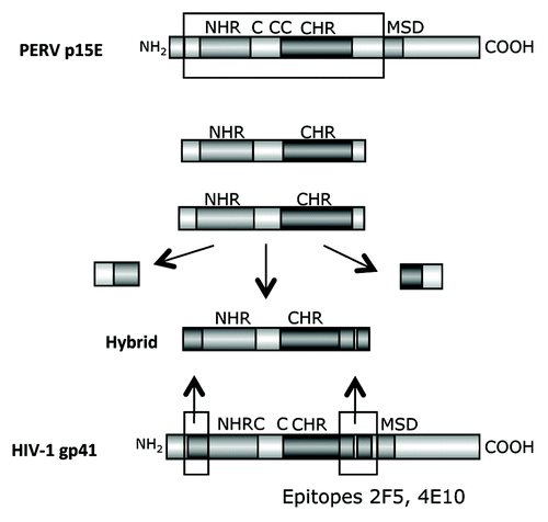 Figure 6. Generation of hybrid proteins consisting of a backbone derived from the TM protein p15E of PERV and the FPPR and MPER of gp41 of HIV-1, which replace the FPPR and MPER of p15E. The FPPR and MPER of p15E were removed and the FPPR and MPER (containing the epitopes of the broadly neutralizing antibodies 2F5 and 4E10) of gp41 of HIV-1 were inserted. NHR - N-terminal helical region, C - C or C - CC - Cys-Cys-loop, CHR - C-terminal helical region, MSD - membrane spanning domain.