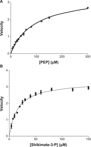 Figure 5 Determination of Km of shikimate-3-phosphate (S3P) and phosphoenolpyruvate (PEP) for Mycobacterium tuberculosis 5-enolpyruvylshikimate-3-phosphate synthase (EPSPS). Kinetic parameters of Mtu EPSPS determined at a concentration of one substrate and variable concentrations of the other. (A) Apparent Km for PEP was determined to be 104 μM (○–○); (B) apparent Km for S3P was determined to be 16 μM (•–•).