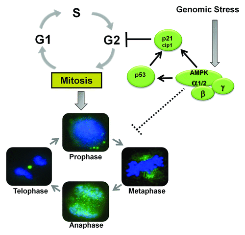 Figure 7. In mammalian cells AMPK mediates a G2/M checkpoint in response to genomic stress. During cell division, activated AMPK associates with the mitotic apparatus in spindle fibers in prophase, the centrosomes in metaphase, mitotic spindle in anaphase, and the cleavage furrow in telophase. However, this association is not necessary for the progression of the cell cycle and mitosis in untreated cells, and AMPK may simply be a passenger molecule. AMPK modulates mitotic progression in cells undergoing genomic stress.