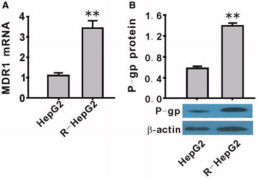 Figure 2. Upregulation of MDR1/P-gp expression in R-HepG2 cells. Both the mRNA (A) and the protein (B) expression of MDR1/P-gp were upregulated in R-HepG2. Values are mean ± SEM (n = 3). **p < 0.01 compared with HepG2.