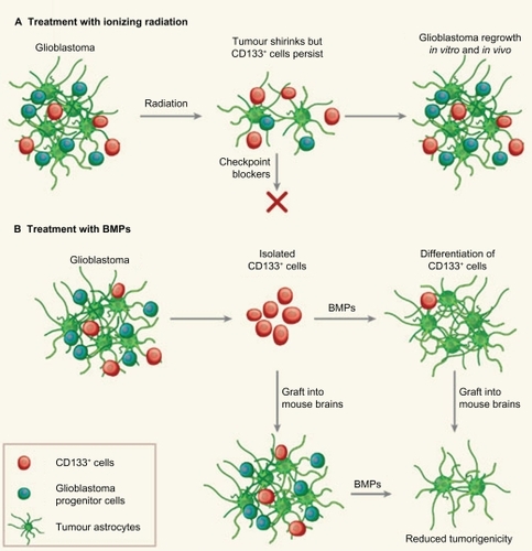 Figure 1 Glioblastomas are heterogeneous tumors that contain a few tumor-initiating CD133+ stem cells among other, more differentiated, CD133− cells, including glioblastoma progenitor cells. A) Following radiation, the bulk glioblastoma responds and the tumor shrinks. But CD133+ cells activate checkpoint controls for DNA repair more strongly than CD133− cells, resist radiation and prompt the tumor to regrow. These cells could be targeted with DNA-checkpoint blockers to render them radiosensitive. B) BMPs normally cause NSCs to differentiate into astrocytes. When used to treat isolated glioblastoma CD133+ cells, they weaken the cells’ tumorigenicity both in vitro and when engrafted into mice, in vivo. The knowledge that a tumor retains a developmental hierarchy suggests that targeting different cell populations is a promising therapeutic strategy. Copyright © 2006, Nature Publishing Group. Reprinted with permission from Dirks PB. Cancer: stem cells and brain tumours. Nature. 2006;444 (7120):687–688.