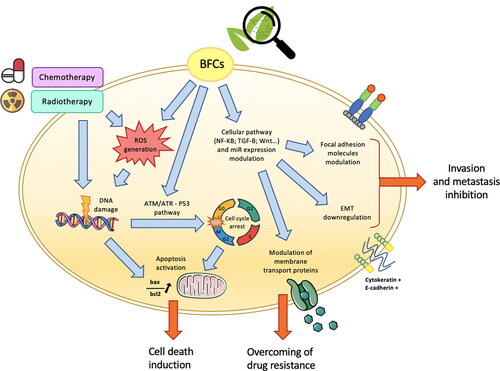 Figure 2. Bioactive food components (BFCs) as adjuvant agents for potentiation of conventional colorectal cancer (CRC) treatments. BFC and standard CRC treatments (chemotherapy/radiotherapy) target common tumor cell key functions. In particular, BFCs, as well as chemo and radiotherapy, induce oxidative stress associated with reactive oxygen species generation and DNA damages. BFCs are also able to modulate various signaling pathways resulting in, for instance, cellular cycle arrest, apoptosis induction and epithelial to mesenchymal transition (EMT) downregulation. Moreover, modulation of membrane transport proteins by BFCs can lead to reduce tumor drug resistance to standard chemotherapy treatments.