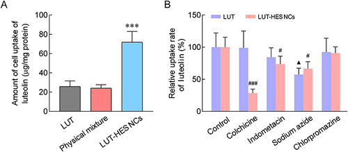 Figure 7 Cellular uptake of LUT-HES NCs in Caco-2 cells: (A) The cellular uptake of LUT, physical mixture and LUT-HES NCs in Caco-2 cells; (B) Cell uptake efficiency of LUT and LUT-HES NCs with inhibitors including chlorpromazine, indomethacin, sodium azide and colchicine.