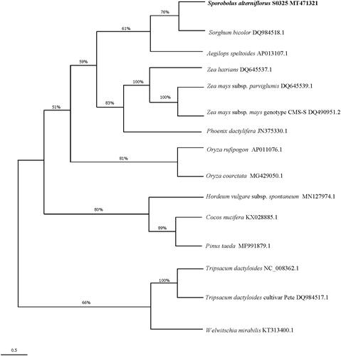 Figure 1. Maximum likelihood phylogenetic tree based on 15 complete mitochondrial genome.