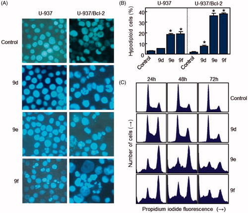 Figure 5. (A) Photomicrographs of representative fields of cells stained with Hoechst 33258 to evaluate nuclear chromatin condensation (i.e. apoptosis) after treatment with 10 μM (U-937) or 1 μM (U-937/Bcl-2) of compounds 9d, 9e and 9f for 72 h. (B) U-937 and U-937/Bcl-2 cells were incubated with 10 or 1 μM, respectively, of the specified compound for 72 h, subjected to flow cytometric analysis using propidium iodide labelling, and the percentage of hypodiploid cells was determined by flow cytometry. Values represent means ± SE from three different experiments performed in triplicate. *p < 0.05, significantly different from control. (C) Representative histograms of flow cytometry after propidium iodide staining of U-937/Bcl-2 cells incubated in the absence or in the presence of 1 μM of the specified compound for 72 h.