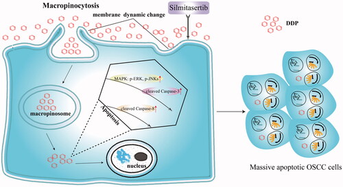 Figure 1. Silmitasertib-induced macropinocytosis promoting DDP intracellular uptake to enhance cell apoptosis. When silmitasertib acted on cells, the cell membrane recessed inward to form macropinosomes carrying DDP, which detached from the cell membrane and released DDP later. DDP induced strong apoptosis through the MAPK-caspase pathway in OSCC cells.