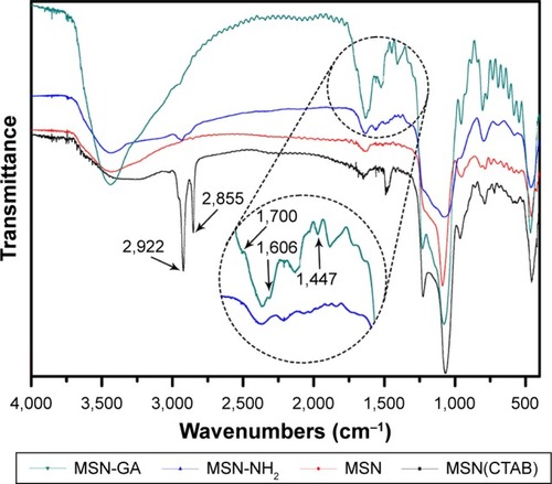 Figure 2 FTIR spectra of MSN(CTAB), MSN, MSN-NH2, and MSN-GA.Abbreviations: CTAB, cetyltrimethyl ammonium bromide; FTIR, Fourier transform infrared spectroscopy; GA, glycyrrhetinic acid; MSN, mesoporous silica nanoparticle; MSN(CTAB), MSN with the template-CTAB.