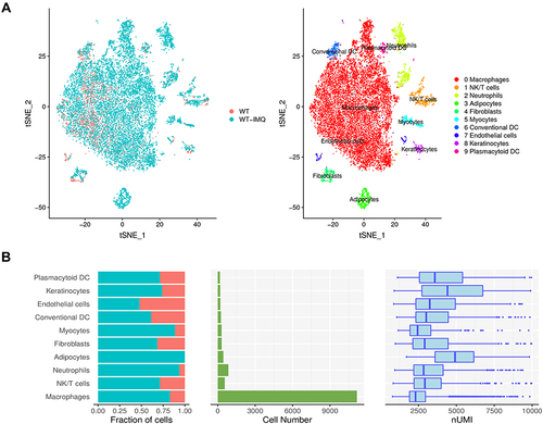 Figure 1 Immune cell populations of back skin biopsies from control and psoriatic mice. (A) t-distributed stochastic neighbor embedding (t-SNE) plot depicting 14,439 cells representing 10 immune cell lineages with each cell colour-coded according to sample origin (left panel) and associated cell type (right panel). (B) The fraction of cells originating from control (red) and psoriatic mice (blue); the number of cells and box plots of the number of transcripts are shown from left to right.