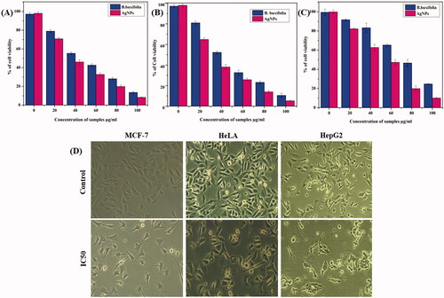 Figure 5. In vitro cytotoxicity of B.buxifolia aqueous extract and synthesized Ag NPs in different cancer cell lines after 2 h of incubation by MTT assay. (A) Cytotoxicity studies of Ag NPs against breast cancer cell lines (MCF-7). (B) Cytotoxicity studies of Ag NPs against cervical cancer cell lines (HeLa). (C) Cytotoxicity studies of Ag NPs against liver cancer cell lines (HepG2). (D) Morphological changes of cancer cells treated with Ag NPs visualized by inverted phase-contrast micrographs magnification 200×.