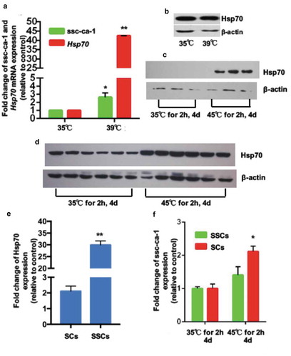 Figure 6. Ssc-ca-1 mediates difference in Hsp70 protein expression between Sertoli cells and spermatogonial stem cells after heat stress in vivo.