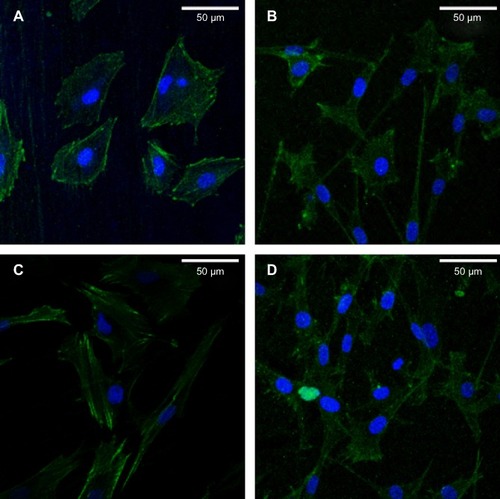 Figure 9 Representative CLSM images of cells stained with DAPI to show the nuclei (blue) and FITC to show the actin filaments (green).Notes: (A) ST; (B) MT; (C) NT-Sr; and (D) MNT-Sr.Abbreviations: CLSM, confocal laser scanning microscope; FITC, fluorescein isothiocyanate; MNT-Sr, micro/nanorough strontium-loaded Ti; MT, micro titanium surface; NT-Sr, nano strontium-containing titanium surface; ST, smooth titanium surface.