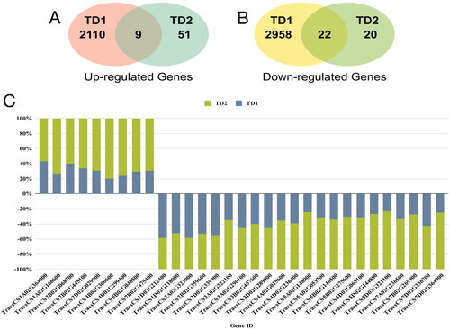 Figure 2. Venn diagram (A) illustrates the up-regulated DEGs determined between the TD1 and TD2, Venn diagram (B) illustrates the down-regulated DEGs determined between the TD1 and TD2; and (C) the expression levels of up- and down-regulated sDEGs in TD2 compared to TD1.