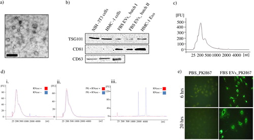 Fig. 2.  Characterization of FBS-derived extracellular vesicles. FBS-derived vesicles were collected at 120,000×g for 18 hours, dissolved in PBS and re-pelleted at 120,000×g for 70 minutes. a) To visualize if FBS had vesicular structures present, TEM was performed on the EV-enriched pellet. The scale bar represents 200 nm. b) Immuno-blotting for the exosome enriched proteins; TSG101, CD81, and CD63. Pellet of EVs were obtained from different batch of FBS. Cell lysate from human mast cells (HMC-1) and mouse fibroblast (NIH-3T3), as well as HMC-1 derived exosomes were used as positive controls. One hundred microgram of protein was loaded per well for all samples. c) RNA was isolated using the miRCURY total RNA isolation kit and quantified with a Bioanalyzer. d) The FBS-derived EV-enriched pellet was incubated with RNase A (0.5 µg/µl) alone (i) or was incubated with proteinase K (0.05 µg/µl) prior to the RNase treatment (ii) to study mode of RNA protection. Cellular RNA was used as control for the RNase activity (iii). Graphs are representative of the RNA profile obtained with a Bioanalyzer from two independent experiments. e) PKH67-labelled FBS-derived EVs were incubated with 7×104cells (A549) for 6 or 20 hours and visualized with a fluorescent microscope (40X). PBS was used as control for determining the PKH67 background labelling.