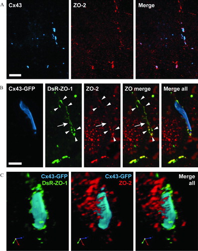 Figure 4 ZO-2 colocalizes with ZO-1 at the periphery of Cx43 and Cx43-GFP gap junctions. (A) Immunofluorescence of Cx43 (cyan) and endogenous ZO-2 (red) in HeLa Cx43 cells, showing ZO-2 at the periphery of Cx43 plaques. (B) HeLa Cx43-GFP cells transiently expressing DsR-ZO-1, with Cx43 (cyan) detected by GFP fluorescence, ZO-1 (green) by DsRed fluorescence, and ZO-2 (red) by immunofluorescence. Note that the majority of ZO-2 at the edges of Cx43-GFP plaques is colocalized with ZO-1 (B, arrowheads), whereas some ZO-1 at edges does not overlap significantly with ZO-2 (B, arrow). (C) Z-series (same as shown in B) was rendered in 3D and rotated to show the relative distributions of DsR-ZO-1 and ZO-2 at plaque edges from an en face perspective. (Note: rotation of cytoplasmic structures into the foreground creates the false impression of ZO-1 and ZO-2 localization in the plaque interior.) All images are maximum projections of z-series acquired by laser scanning (A) or spinning disk (B, C) confocal microscopy. Scale bars, 5 μ m.