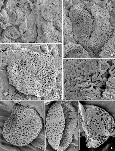 Figure 8. SEM images of Canrightiopsis crassitesta gen. et sp. nov. Pollen, from the Early Cretaceous Catefica locality, Portugal. A–D. Pollen grains from surface of fruit shown in Figure 5B showing heterobranchiate reticulum and beaded supratectal ornamentation; pollen with wall folded over aperture (A, B); pollen with exposed aperture (C) showing verrucate aperture membrane and indistinct margins; detail of pollen wall showing supratectal ornamentation (D) (S122089; sample Catefica 342). E–G. Pollen grains from surface of holotype (S174311; sample Catefica 343). Scale bars – 10 µm (A), 5 µm (B, C, E–G), 2.5 µm (D).