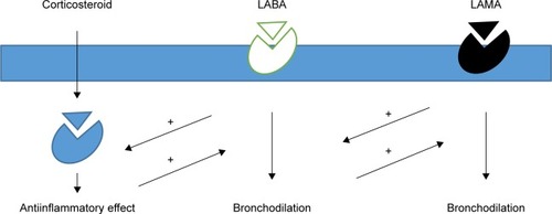 Figure 1 Schematic representation of synergic mechanisms of antimuscarinic agents, beta-2 agonists, and inhaled corticosteroids.