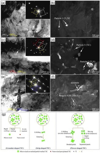 Figure 30. TEM analysis showing the bright field (BF) image, SAED pattern and dark field (DF) image of 18Ni-300 steel samples (a, b), 5 vol.% TiC/18Ni-300 SMCs (c, d) and heat-treated SMCs (e, f). (g) Schematic diagram of the formation mechanism of TiC particles with different morphologies: granular-shape; strip-shape; and flower-shape. Reprinted with permission from [Citation193].