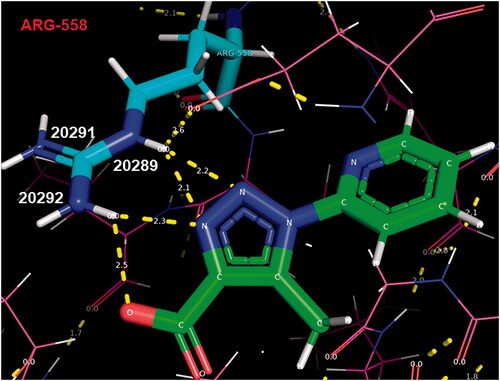 Figure 4. PyMOL outlook of triazole 16 bound to KAT2A active site pocket. Triazole’s 16 nitrogens are coloured in blue, carbons in green and oxygens in red.