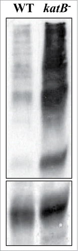 Figure 1. Detection of oxidized proteins. Proteins were extracted by TCA precipitation from the culture medium of NaCl-treated wild-type Anabaena (WT) or the katB mutant (katB−) cells after exposure to H2O2 (1mM). These proteins were derivatized with dinitrophenol (DNP), resolved on SDS-PAGE and transferred to nitrocellulose membrane. Subsequently, these proteins were probed with the monoclonal DNP antiserum. A Ponceau S-stained part of the blot is shown in the lower panel as loading control. The oxidized proteins were detected as mentioned in the OxyBlot oxidized protein detection kit (Thermo Scientific, 23280).