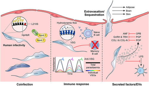 Figure 1. Overview of virulence in African trypanosomes. (from left to right); Human infectivity: ApoL1 is the main component of human trypanosome lytic factor (TLF), a high-density lipoprotein subclass that confers protection against animal-infective trypanosomes through parasite lysis. The human-infective trypanosome species, T. b. rhodesiense and T. b. gambiense, have evolved mechanisms to evade ApoL1-mediated lysis, strongly influencing virulence in human hosts. For example, T. b. rhodesiense can express SRA, a protein that neutralises ApoL1 through direct interaction. Another mechanism is reduced ApoL1 uptake via an L210S mutation in the haptoglobin-haemoglobin receptor (HpHbr) that inactivates it. Coinfection: Infection with multiple species and/or strains can lead to multiple virulence phenotypes as described. For example, the presence of a less virulent strain can suppress the pathology associated with a more virulent strain of the same species in a coinfection setting. In addition, coinfection of multiple trypanosome species can impact differentiation dynamics. Immune response: The interaction of trypanosomes and the host immune response can greatly impact virulence phenotypes. Antigenic variation is undoubtedly a paradigm of trypanosome biology. Hydrodynamic flow of VSGs across the cell surface sweep bound antibodies to the cell posterior, where they are degraded following endocytosis. Furthermore, trypanosomes regularly switch the identity of the expressed VSG, leading to waves of parasitaemia with host antibodies eventually raised to the dominant VSG in the parasite population. A further parasite virulence phenotype associated with the host immune response is the ablation of B cell memory via killing of host B cells. Extravasation/sequestration: A key symptom of HAT is an ability of T. brucei to extravasate and enter extravascular tissues, in particular the brain, adipose tissue and the skin. A related virulence phenotype has also been described in animal-infective trypanosomes, albeit caused by intravascular sequestration rather than extravasation (e.g. strain and tissue specific sequestration in T. congolense). Secreted factors/EVs: Trypanosomes release a significant amount of metabolites, proteins and vesicles into the host environment, several of which have been characterised. In particular, virulence associated with secreted peptidases has been established, with oligopeptidase B (targeting atrial natriuretic factor), type 1 proglutamyl peptidase (targeting gonadotropin-releasing hormone and thyrotropin-releasing hormone) and prolyl oligpeptidase (type I and native collagen) all targeting host effectors. As-of-yet unidentified parasite-derived secretome components also target the maturation of host LPS-induced dendritic cells. Abbreviations: ApoL1: apolipoprotein L1; HpHbr: haptoglobin-haemoglobin receptor; SRA: serum resistance-associated protein; VSG: variant surface glycoprotein; OPB: oligopeptidase B; ANF: atrial natriuretic factor; PGP: proglutamyl peptidase; GnRH: gonadotropin-releasing hormone; TRH: thyrotropin-releasing hormone; POP: prolyl oligpeptidase; COL I: type I collagen; COL-N: native collagen; LPS: lipopolysaccharide; EVs: extracellular vesicles. Inset graph in immune response panel adapted from [Citation6].