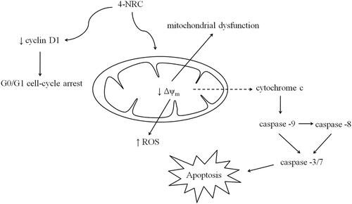 Figure 7. Multi-target mechanism proposed for 4-NRC-induced apoptosis in multidrug-resistant K562 cells. 4-NRC promotes mitochondrial dysfunction by reduction of mitochondrial activity through loss of Δψm and pore formation in the membrane of the mitochondria. Thus, it culminates with an increase of ROS production and cytochrome c release from mitochondria to cytosol and consequent caspase activation to trigger cell apoptosis. In parallel, 4-NRC induces cell cycle arrest at G1/G0 stage due to reduced activity of cyclin D1.