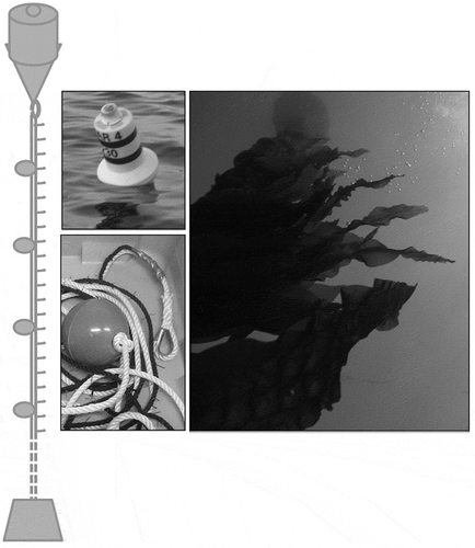 Fig. 3. Schematic representation of a vertical longline (VL), photographs of surface buoy, seeded ropes and underwater view of the culture line.
