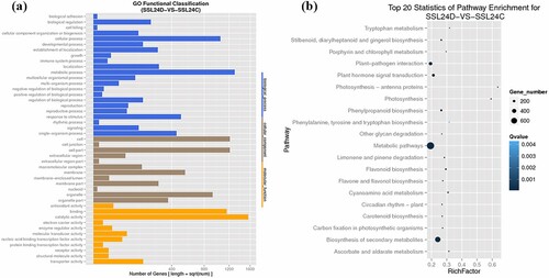 Figure 1. Gene ontology functional classification (a) and pathway-enrichment analysis (b) of differentially expressed genes in ‘Sushuai’ apple leaves.