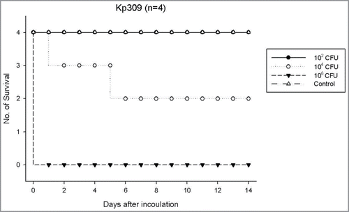 Figure 4. Surviving curve for each group of 4 mice per inoculum dose of strain KP309 (rmpA/A2 frameshift mutant, non-HV phenotype, K2 capsule stereotype) expressing a LD50 of 2.1 x 103 CFU.