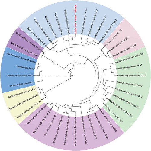 Figure 1. Phylogenetic tree showing the position of the new Bacillus subtilis strain WSA3 with accession number. MK072695 and its related species based on partial 16S rRNA gene sequences