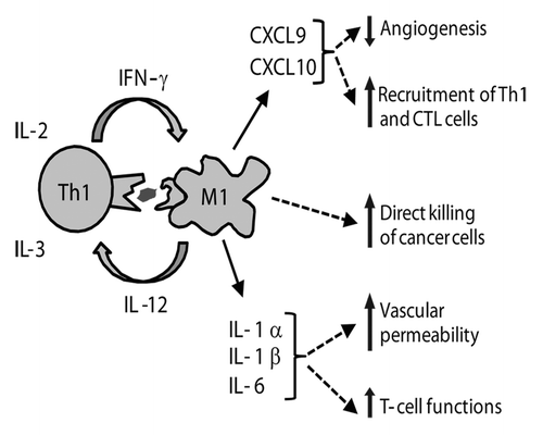 Figure 1. Successful immunosurveillance of B-cell cancer in mice consists of an inflammatory reaction driven by tumor-specific Th1 cells. Eradication of myeloma and lymphoma in mice is achieved through a collaboration between tumor-specific Th1 cells and tumor-infiltrating, antigen-presenting M1 macrophages. During this process, nine cytokines are secreted locally by immune cells, including pro-inflammatory (IL-1α, IL-1β and IL-6) and Th1-associated cytokines (IL-12 and IFNγ). Th1 cells induce secretion of IL-1α, IL-1β, IL-6, CXCL-9 and CXCL-10 by inflammatory M1 macrophages. Th1-derived IFNγ renders macrophages directly cytotoxic to cancer cells. (Figure modified from ref. Citation19).