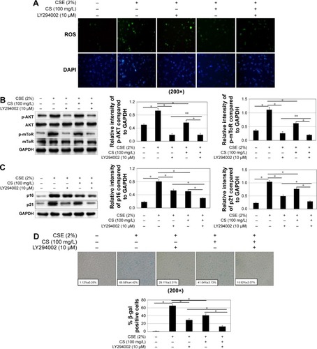 Figure 7 The effect of mTOR pathway activation and cellular senescence by blocking PI3K. 16HBE cells were stimulated with 2% CSE, 100 mg/L Cordyceps sinensis or/and 10 μM Ly294002.