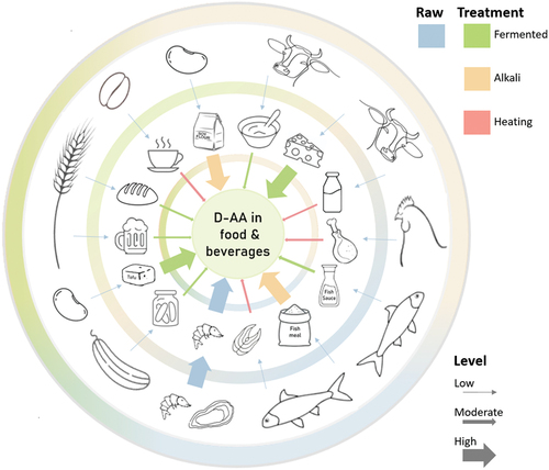 Figure 1. D-Amino acids in the diet. The outer ring shows examples of natural sources of D-amino acids (D-AAs) in foods. The relative D-AA contribution as a fraction of the total AA concentration in the foods is illustrated by the thickness of the arrows. Raw meat, poultry, and fish contain small amounts of D-AA, whereas raw shellfish have a higher content of D-AA. The second ring shows examples of foods with higher D-AA after cooking, fermentation, or other processing, as colour coded in the legend and as illustrated by thicker arrows.