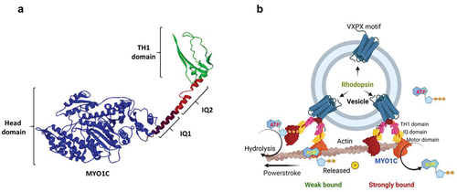 Figure 2. Mode of action for the unconventional motor protein MYO1C. (a) Cartoon model showing the structure of MYO1C with secondary structures and domains. (b) A schematic model showing the possible mechanistic trafficking pathway of Rhodopsin embedded vesicles via MYO1C interaction with actin filaments. The model was created with BioRender.com.