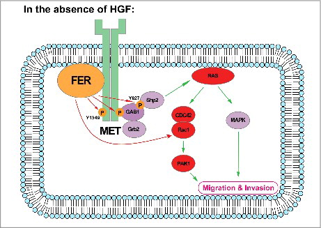 Figure 1. Working model: In the absence of the ligand HGF, the receptor HGFR/MET serves as a scaffold protein on plasma membrane. Non-receptor tyrosine kinase FER binds to phospholipids through its F-BAR domain. Meanwhile, the kinase also directly interacts with and phosphorylates MET on Tyr1349, and this phosphorylation equips the receptor with the ability to recruit GAB1. Upon recruitment, GAB1 could be further phosphorylated by FER on Tyr627, a key motif for SHP2 binding. The signaling relay eventually leads to activation of the RAS-MAPK pathway, as well as the CDC42/RAC1-PAK1 pathway, both of which are important to modulate cell motility and invasiveness. Evidence also suggest FER could regulate RAC1 in a direct manner.