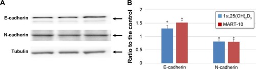 Figure 4 1α,25(OH)2D3 or MART-10 induced an increase in E-cadherin but a decrease in N-cadherin expression in FaDu cells.